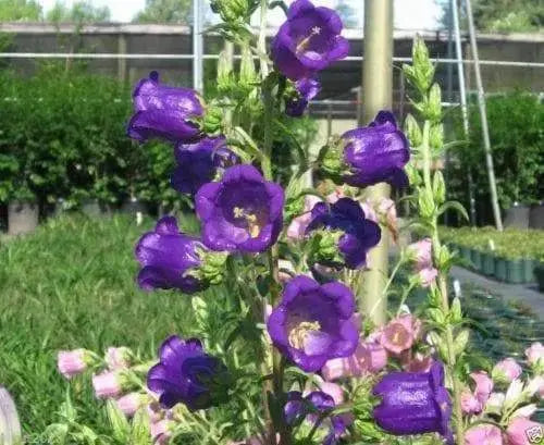 Campanula Champion Pro Deep Blue F1 (Seeds) - Caribbeangardenseed