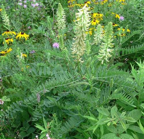 Canadian Milkvetch SEEDS.COVER CROPS, green manure - Caribbean garden seed