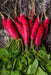 candela di fuoco RADISH Seeds, ITALLIAN Vegetable - Caribbeangardenseed