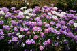 Candytuft FLOWERS SEED - Tall Mix ,Plant Spring or Fall ! - Caribbean garden seed