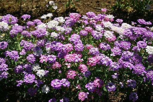 wildflowers Seeds,Candytuft - Tall Mix ,Plant Spring or Fall ! - Caribbeangardenseed