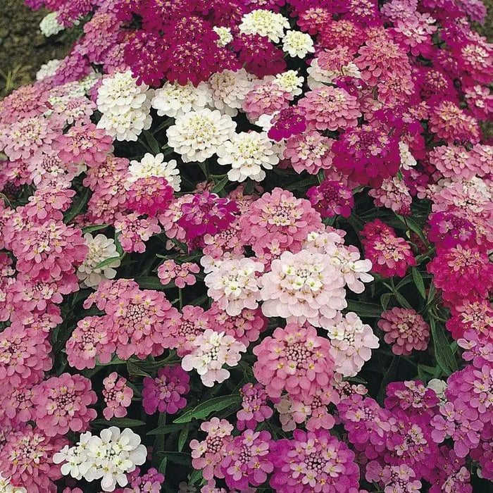 Candytuft FLOWERS SEED - Tall Mix ,Plant Spring or Fall ! - Caribbean garden seed