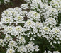 Candytuft, Rocket ‘ (Iberis amara) ANNUAL, flowers SEED - Caribbeangardenseed