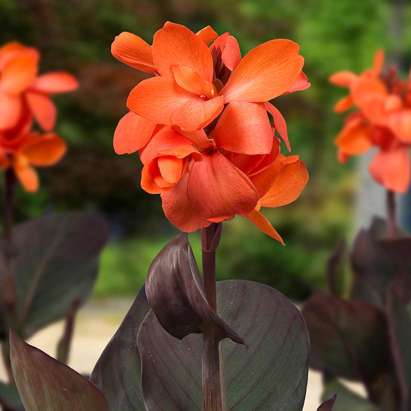 Canna Happy Wilma – Salmon Blooms, Bronze Foliage | Compact Reblooming Rhizome