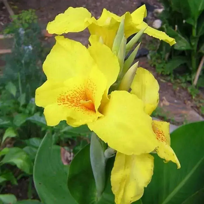 Canna Lily, Flower Seeds - Tropical YELLOW  - foliage ! - Caribbean garden seed