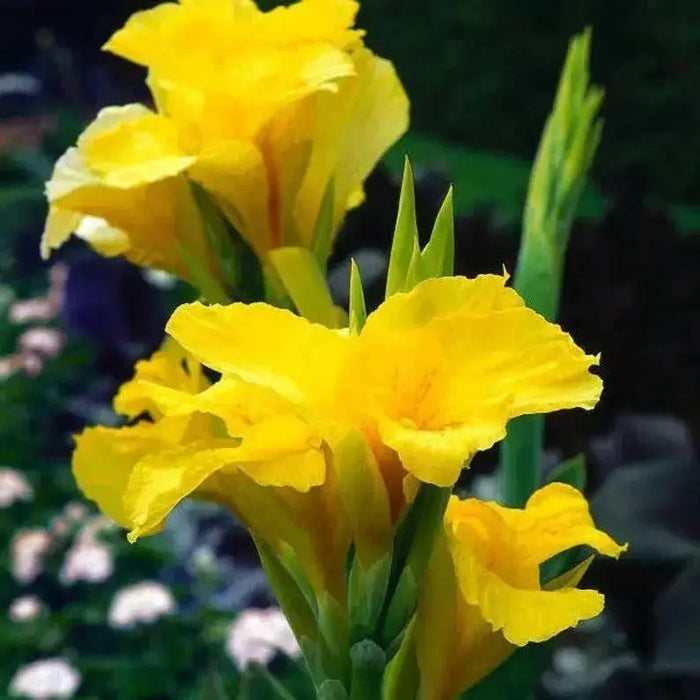 Canna Lily, Flower Seeds - Tropical YELLOW  - foliage ! - Caribbean garden seed