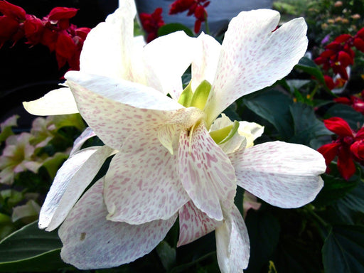 Canna Lily Seeds - Tropical White Canna Flower - Wonderful foliage !