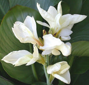 Canna Lily Seeds - Tropical White Canna Flower - Wonderful foliage !