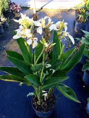 Canna Lily Seeds - Tropical White Canna Flower - Wonderful foliage !