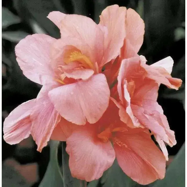 Canna salmon beauty (bulbs/rhizomes) Tropical foliage - Caribbean garden seed