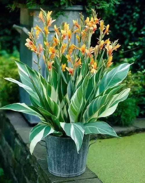 CANNA STUTTGART (RHIZOME) TROPICAL FOLIAGE ! - Caribbean garden seed