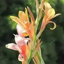 CANNA STUTTGART (RHIZOME) TROPICAL FOLIAGE ! - Caribbean garden seed