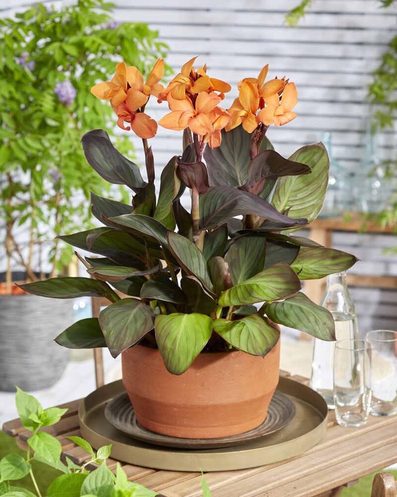 Canna Happy Wilma – Salmon Blooms, Bronze Foliage | Compact Reblooming Rhizome