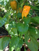 CANTINA Pepper Seed -Sweet/Mild-Great In Container From Ecuador -capsicum annuum - Caribbean garden seed