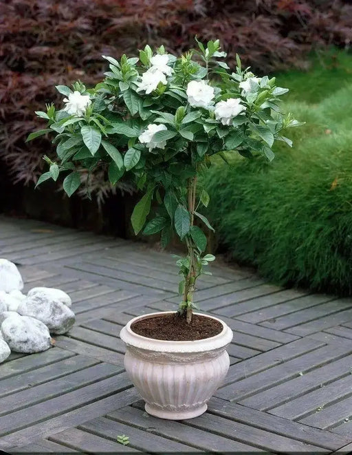 Cape Jasmine Seeds,TROPICAL  fragrant Exotic Shrub - Caribbean garden seed