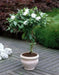 Cape Jasmine Seeds,TROPICAL  fragrant Exotic Shrub - Caribbean garden seed