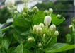 Cape Jasmine Seeds,TROPICAL  fragrant Exotic Shrub - Caribbean garden seed