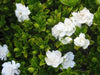 Cape Jasmine Seeds,(Gardenia jasminoides) fragrant Exotic Shrub - open pollinate - Caribbeangardenseed