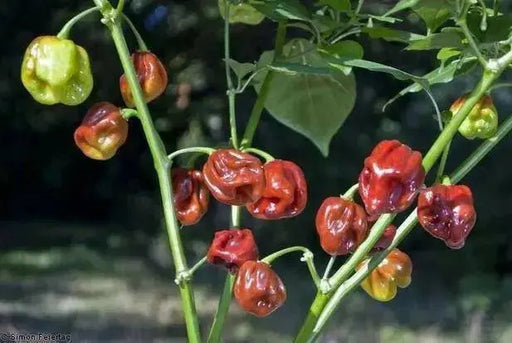 CAPPUCCINO Scotch Bonnet  SEEDS (Capsicum chinense) Hot Pepper - Caribbean garden seed