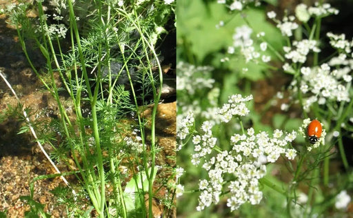 CARAWAY HERB Seed (Carum Carvi) , Persian CUMIN & Meridian fennel Seeds - Caribbeangardenseed