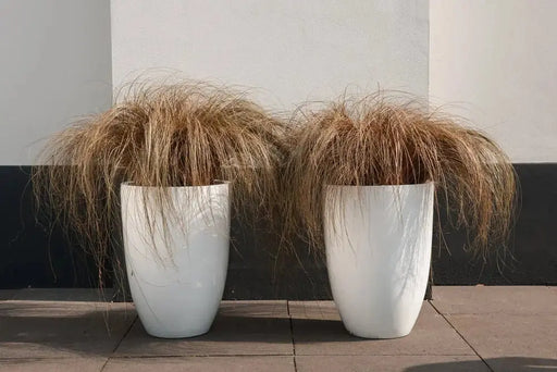 Carex Bronco (New Zealand Hair Sedge Ornamental Grass) (LIVE PLANT) EVERGREEN FOLIAGE - Caribbean garden seed