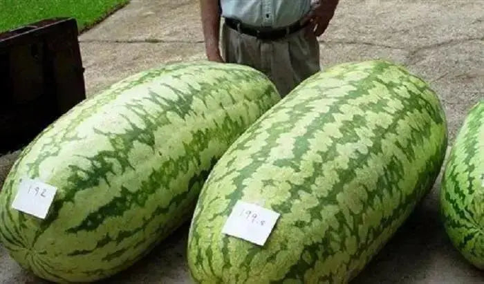 Carolina cross 180 ,Watermelon seeds - Caribbean garden seed