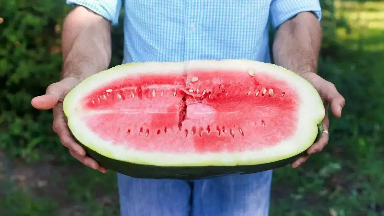 Carolina cross 180 ,Watermelon seeds - Caribbean garden seed