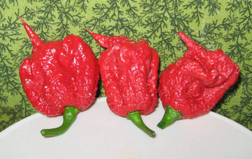 Carolina Reaper , (LIVE PLANT) World's Hottest Pepper - Caribbeangardenseed