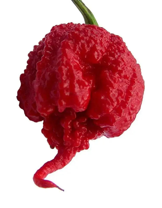 Carolina Reaper , (LIVE PLANT) World's Hottest Pepper - Caribbeangardenseed