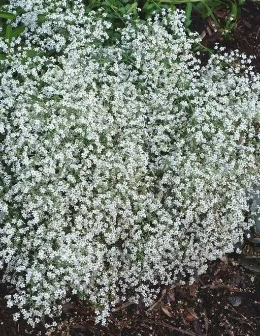 Carolina Snow, FLOWERS Seed .Euphorbia corollata - Caribbean garden seed