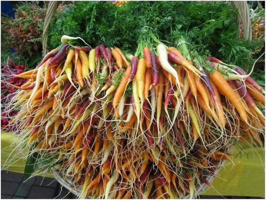 Carrot ,Rainbow Mix-Carrot Seeds (Daucus carota ) Easy to Grow - Caribbeangardenseed