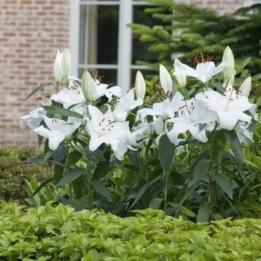 Casa Blanca ORIENTAL LILY ,Borders, Bouquets, Containers,Cut Flowers, Fragrant - Caribbeangardenseed