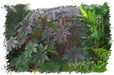 Castor Bean Tropical Mix, - CARIBBEAN products, annual foliage ! - Caribbean garden seed