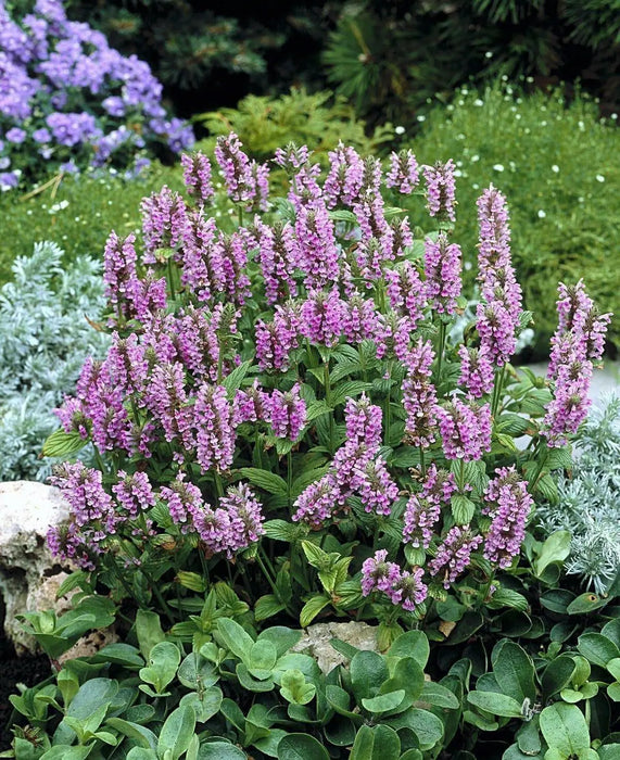 Catmint FLOWERS Seed - 'Pink Cat'- Nepeta nervosa - Caribbean garden seed