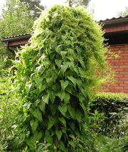 Caucasian Spinach Seeds – Caucasian Mountain Spinach - Hablitzia tamnoides - Perennial, Zones 3-6. - fast-growing vine, Organic Seeds !
