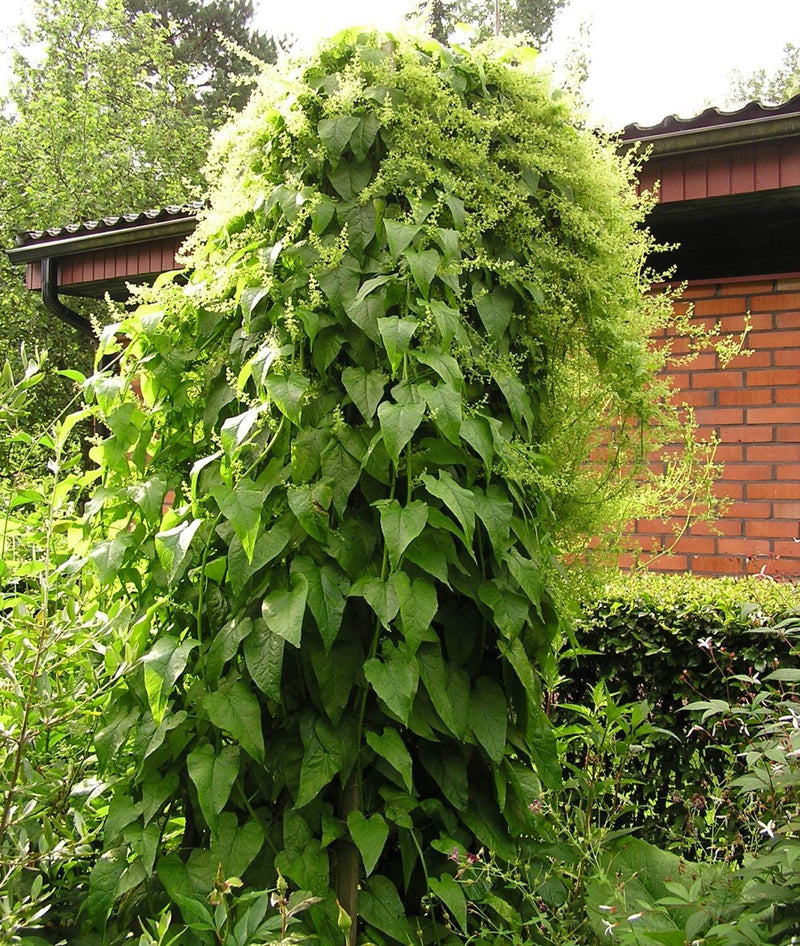 Caucasian Spinach Seeds – Caucasian Mountain Spinach - Hablitzia tamnoides - Perennial, Zones 3-6. - fast-growing vine, Organic Seeds !