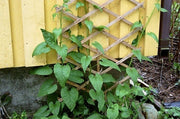 Caucasian Spinach Seeds – Caucasian Mountain Spinach - Hablitzia tamnoides - Perennial, Zones 3-6. - fast-growing vine, Organic Seeds !