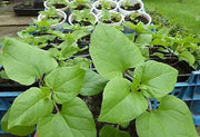 Caucasian Spinach Seeds – Caucasian Mountain Spinach - Hablitzia tamnoides - Perennial, Zones 3-6. - fast-growing vine, Organic Seeds !