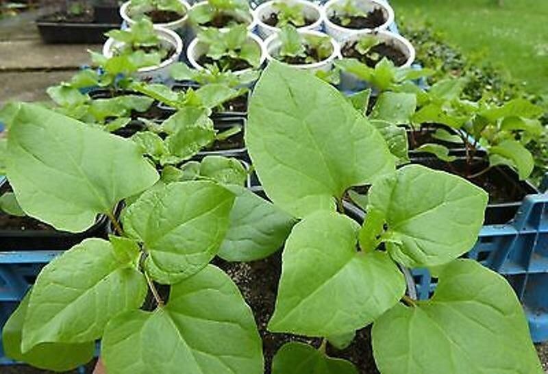 Caucasian Spinach Seeds – Caucasian Mountain Spinach - Hablitzia tamnoides - Perennial, Zones 3-6. - fast-growing vine, Organic Seeds !