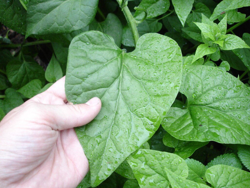 Caucasian Spinach Seeds – Caucasian Mountain Spinach - Hablitzia tamnoides - Perennial, Zones 3-6. - fast-growing vine, Organic Seeds !