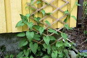 Caucasian Spinach Seeds, - ORGANIC , HEIRLOOM VEGETABLE - Caribbean garden seed