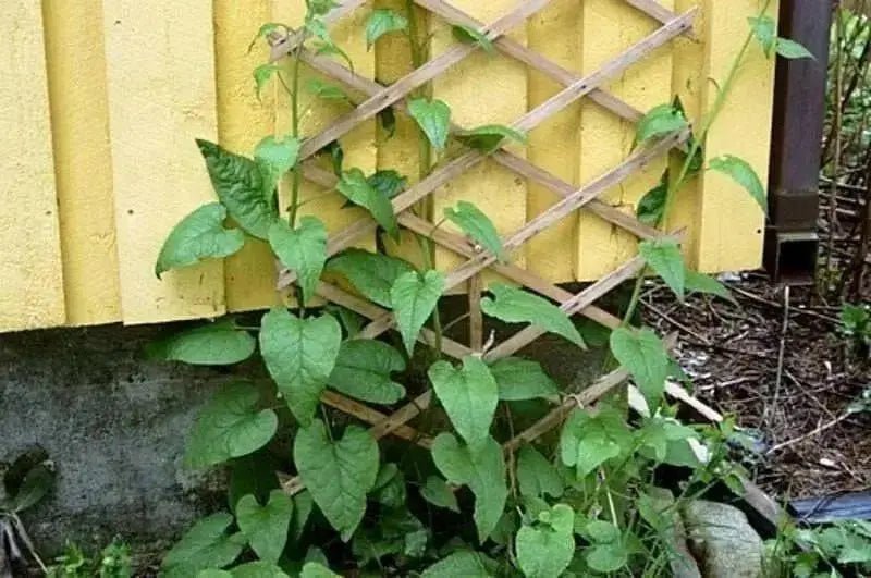 Caucasian Spinach Seeds, - ORGANIC , HEIRLOOM VEGETABLE - Caribbean garden seed