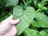 Caucasian Spinach Seeds, - ORGANIC , HEIRLOOM VEGETABLE - Caribbean garden seed
