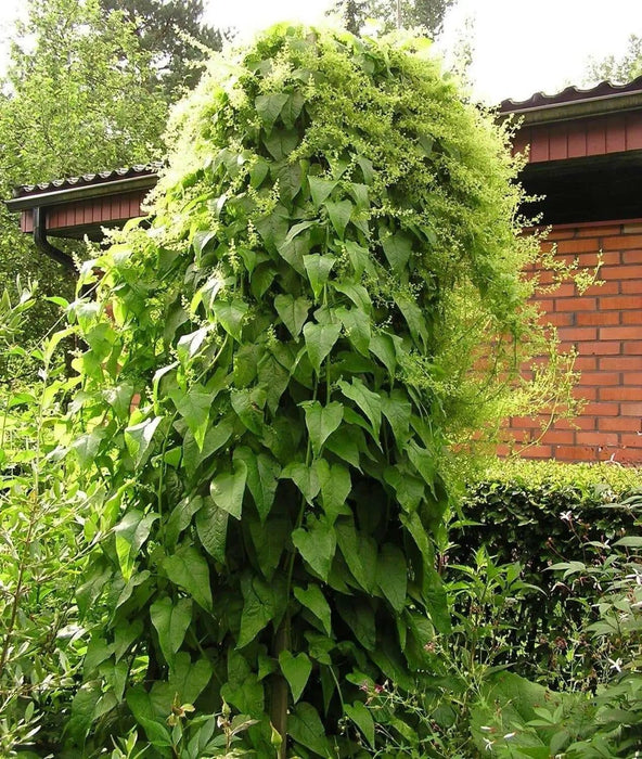 Caucasian Spinach Seeds, - ORGANIC , HEIRLOOM VEGETABLE - Caribbean garden seed