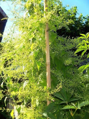 Caucasian Spinach Seeds, - ORGANIC , HEIRLOOM VEGETABLE - Caribbean garden seed