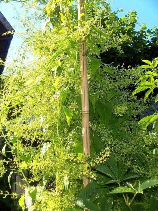 Caucasian Spinach Seeds, - ORGANIC , HEIRLOOM VEGETABLE - Caribbean garden seed