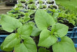 Caucasian Spinach Seeds, - ORGANIC , HEIRLOOM VEGETABLE - Caribbean garden seed