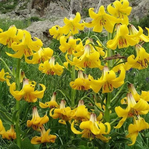 Caucasus Lily Seeds - Caribbean garden seed