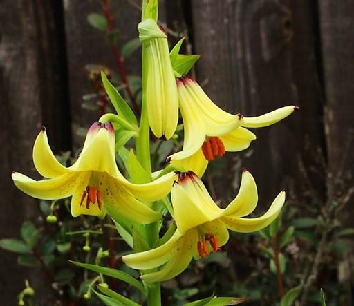 Caucasus Lily Seeds - Caribbean garden seed