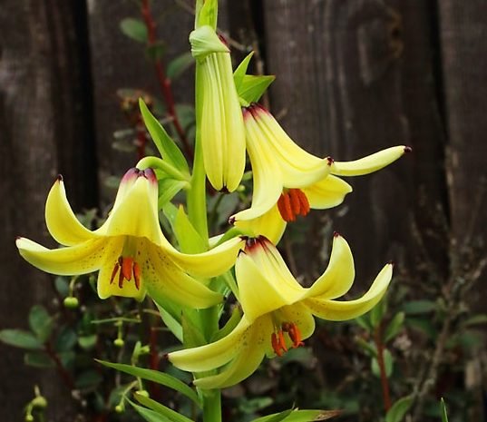Caucasus Lily Seeds - Caribbean garden seed